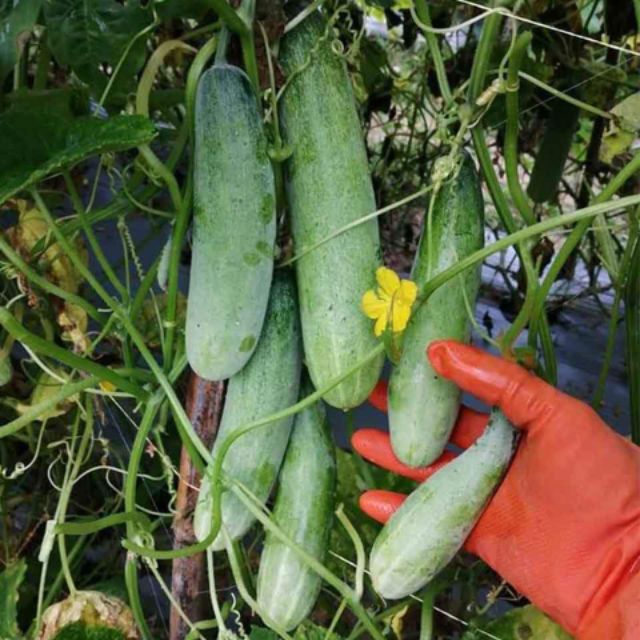 271A Dưa ChuộT MèO ( Quả To ) 10 Hạt