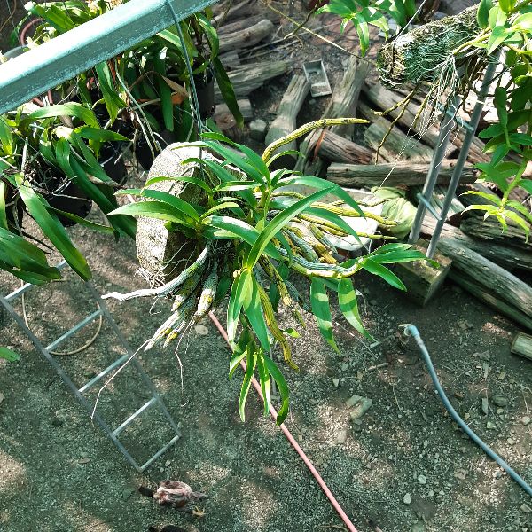 Hoa lan Kim Điệp Xuân