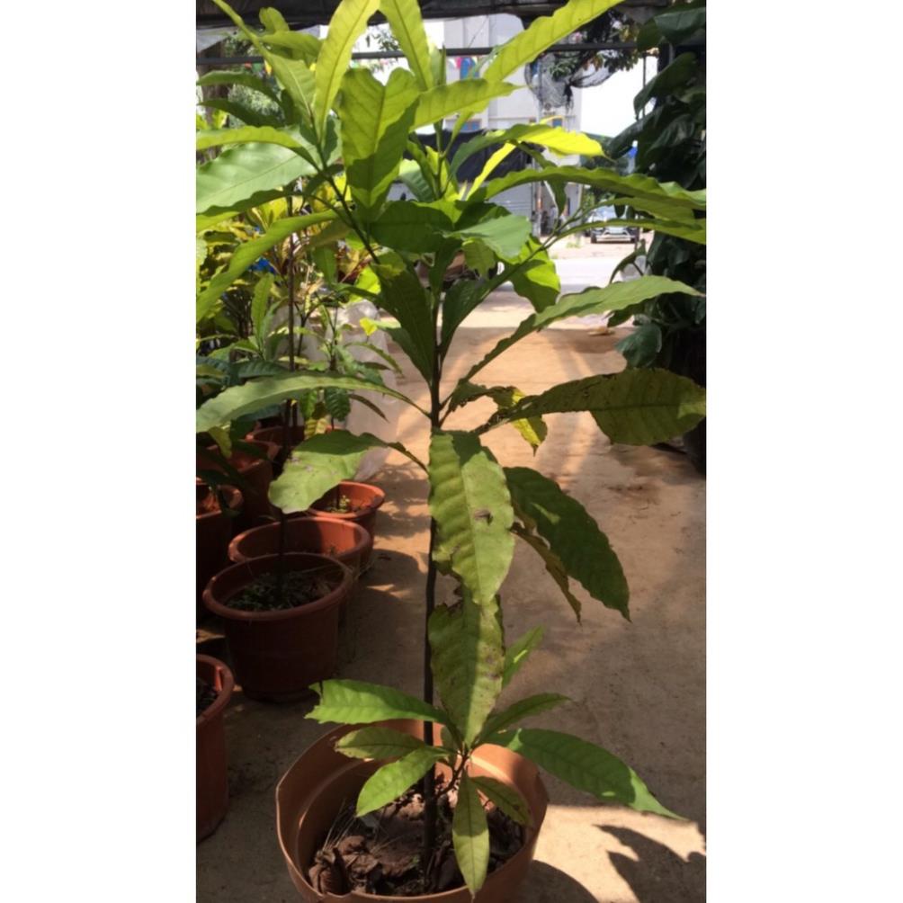 Cây Vú Sữa Hoàng Kim Cao 80cm-1m