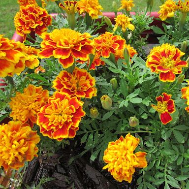 Pack of 100 Multicolored French Marigold Seeds.