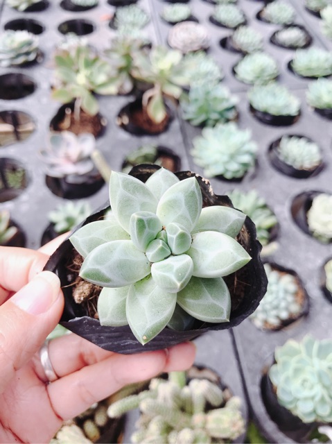 Sen Đá Kim Cương Trắng