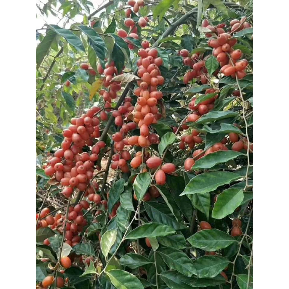 CÂY NHÓT NGỌT MỸ