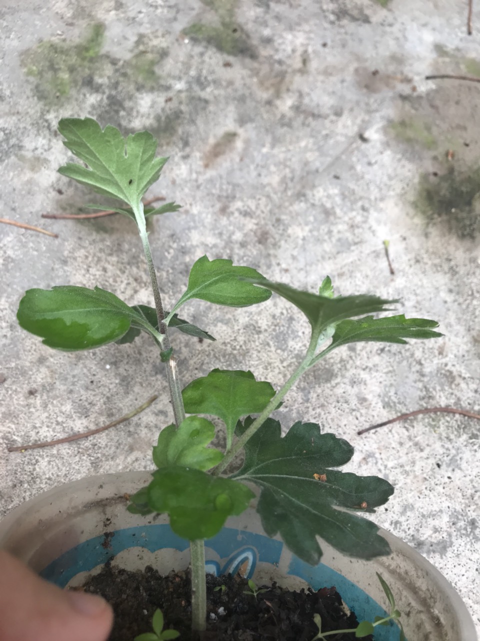 Cúc cổ đỏ Sơn La, cây giống cao 12-15cm
