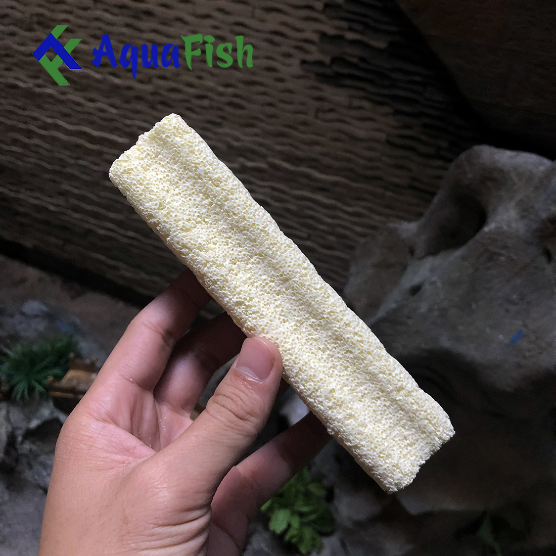 [HOÀN TIỀN 10%]Combo 10 Sứ Thanh Hoa Mai Giúp Lọc Nước Bể Cá, Hồ Cá