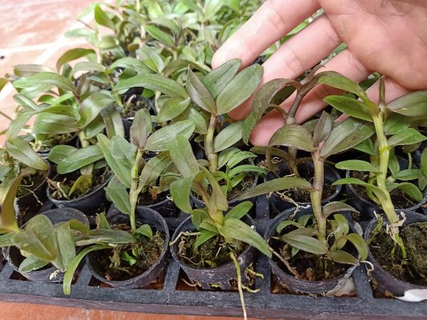 combo 2 cốc giả hạc cát bà