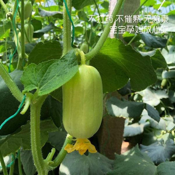 Hạt giống dưa chuột ngọc nữ siêu trái-20 hạt-gieo trồng quanh năm