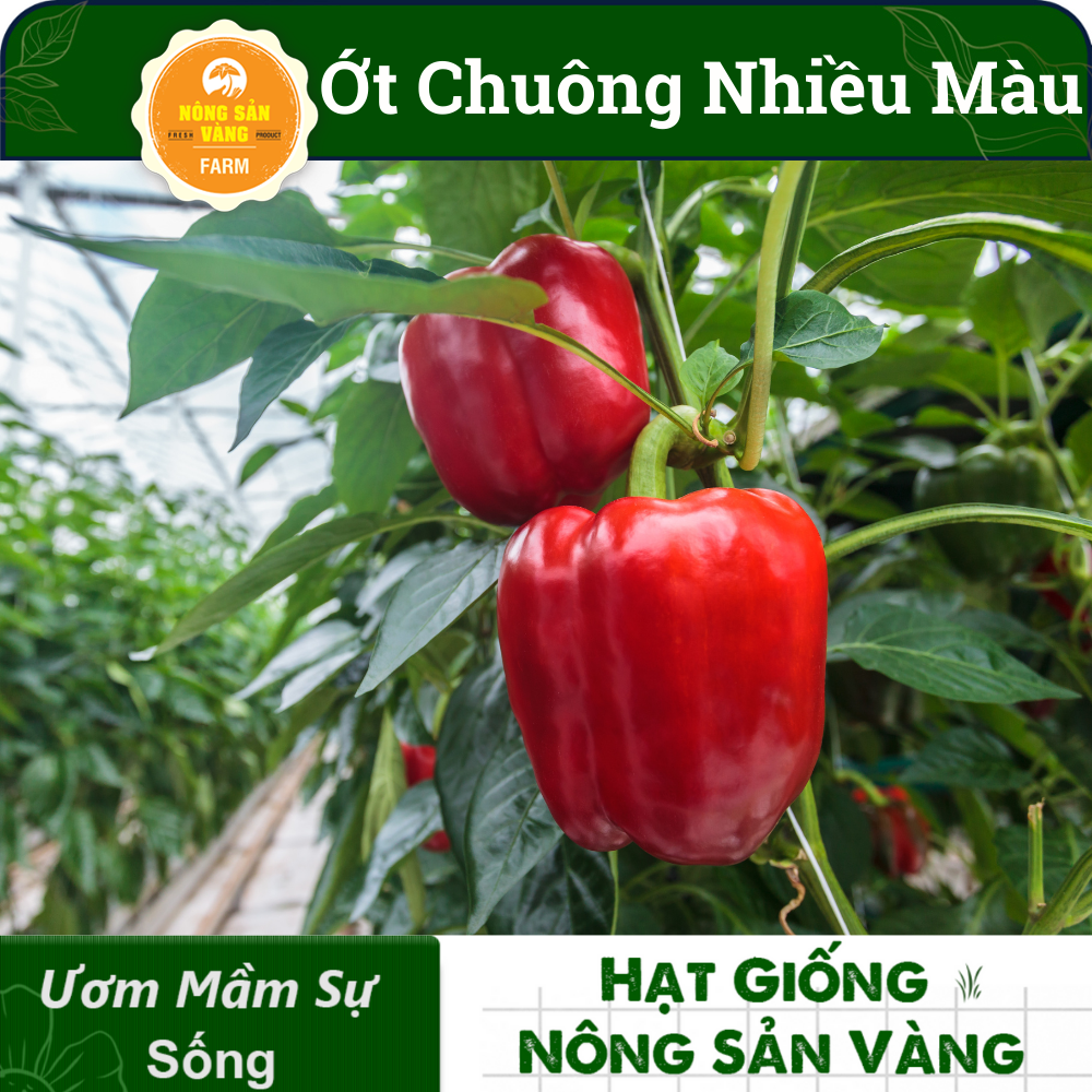 Hạt giống Ớt Chuông Nhiều Màu, Sinh Trưởng Và Phát Triển Khỏe, Năng Suất Cao (Gói 40 hạt) - Nông Sản Vàng