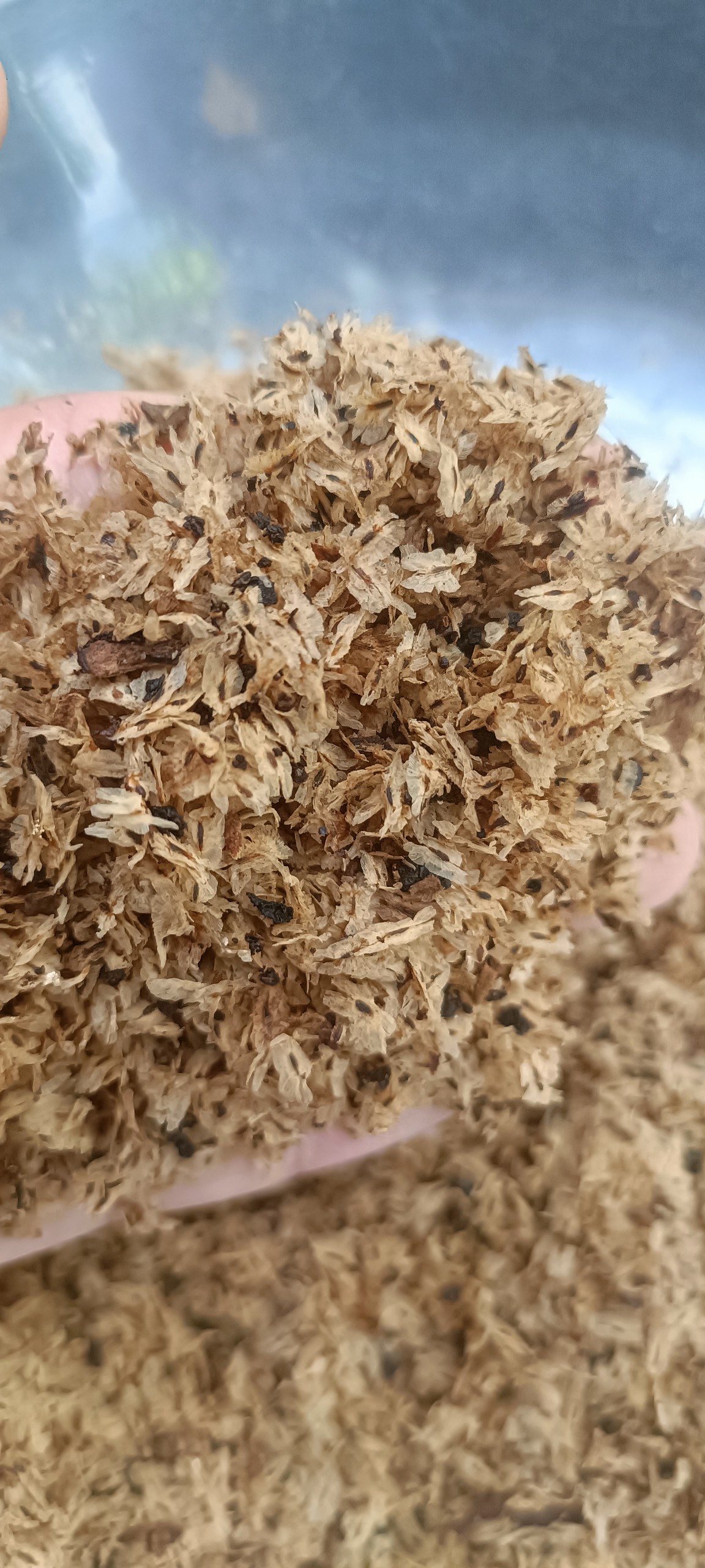 Hạt giống cây hông, tếch lai