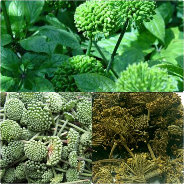 Nụ hoa tam thất sấy khô 500gr GT304