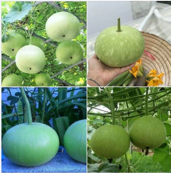 Hạt giống bầu tròn Thái - 1 gói 2gram
