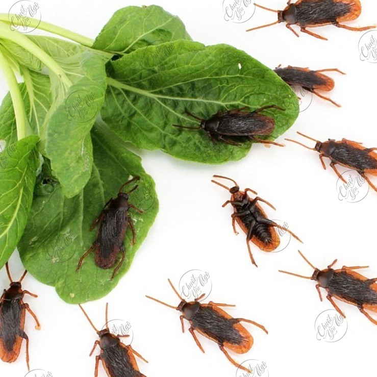 Combo 10 con gián giả nhựa dẻo 5.5cm