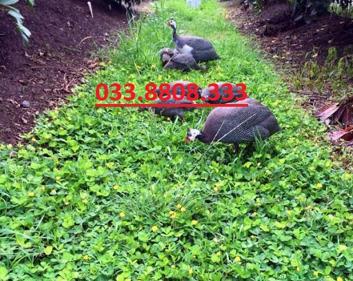 Hạt Giống Cỏ Lạc Dại – Cỏ Đậu Phộng ( 100 hạt) -Hạt Giống Cỏ Thảm Cảnh - Cỏ Sân Vườn - Cỏ Cảnh Quan