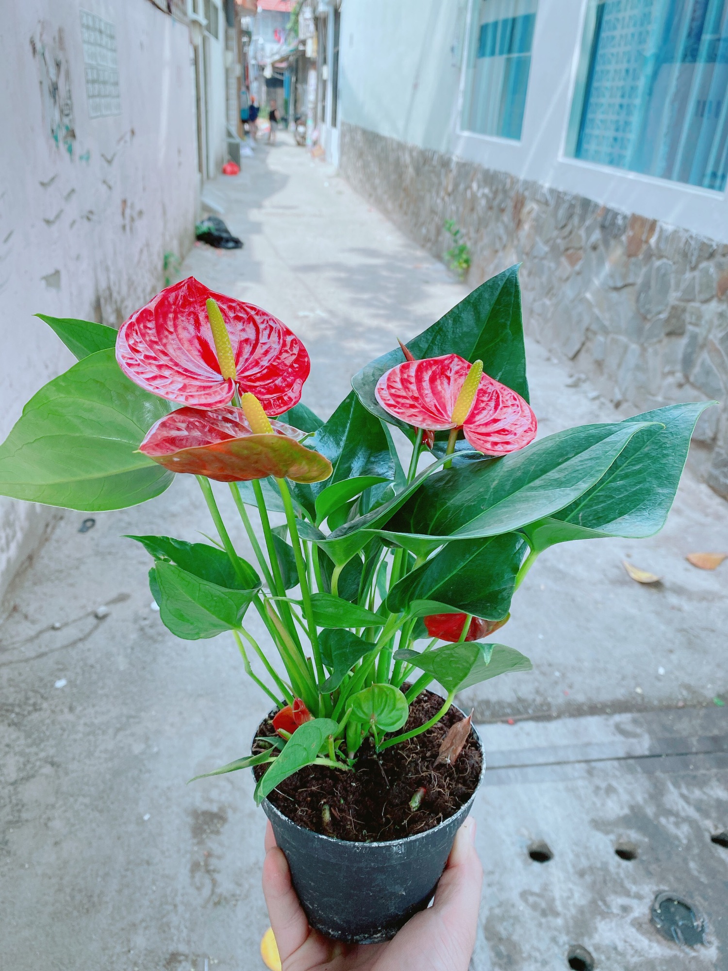 Cây hồng môn