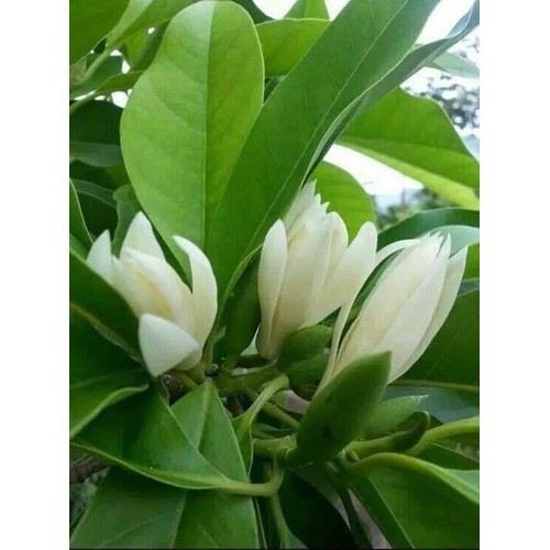 CÂY HOA NGỌC LAN TRẮNG
