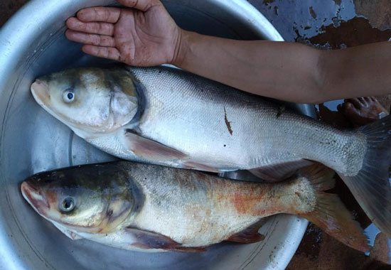 [Mồi Câu Cá] Bột Thơm (béo) dùng làm mồi câu cá (100 gr)