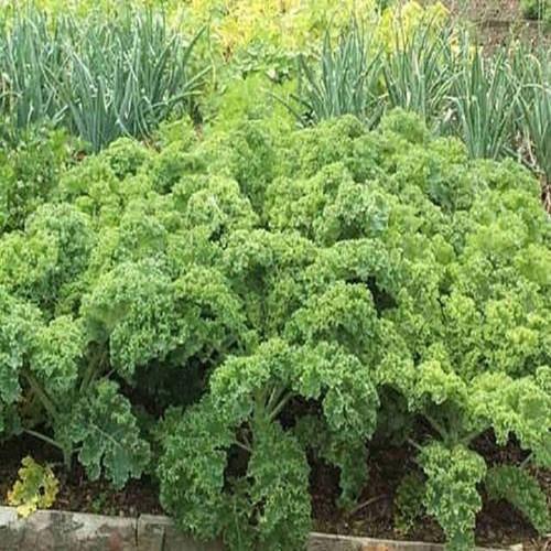 Hạt giống Cải Xoăn Kale 1g