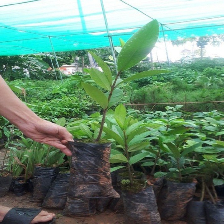 Cây dọc rừng giống khỏe đẹp (Mới)