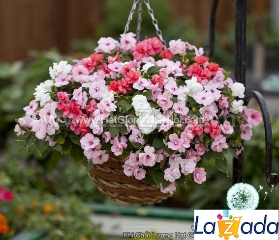 5h Hạt Giống Hoa Ngọc Thảo Mai Địa Thảo Kép F1 Mix (TLB1| -KD: B22*V42*M203)