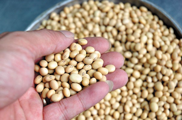 [HCM] Đậu tương/đậu nành quê 500g