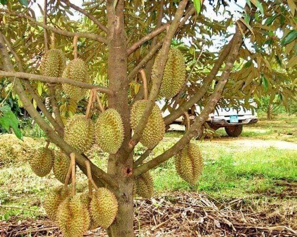 CÂY GIỐNG SẦU RIÊNG THÁI MONTHONG (DONA)