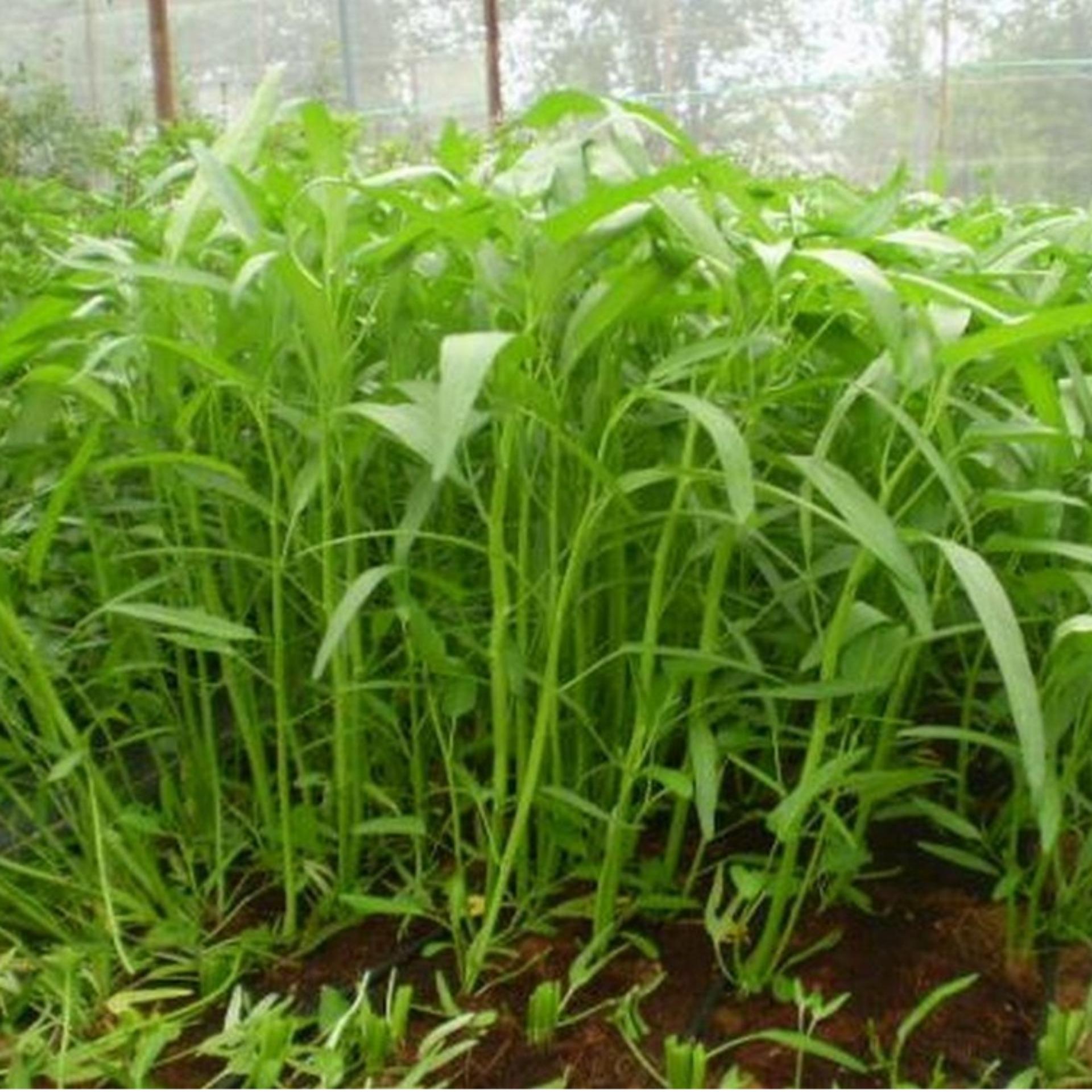 50g Hạt giống Rau muống lá tre