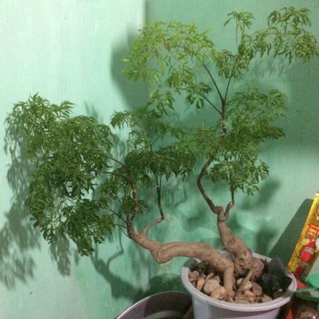 Đinh Lăng Bonsai - Đinh Lăng nếp (lá nhỏ)