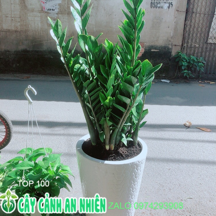 Chậu cây kim tiền cao trên 1m