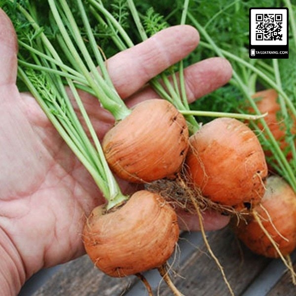 Hạt giống cà rốt củ tròn - Gói 1g