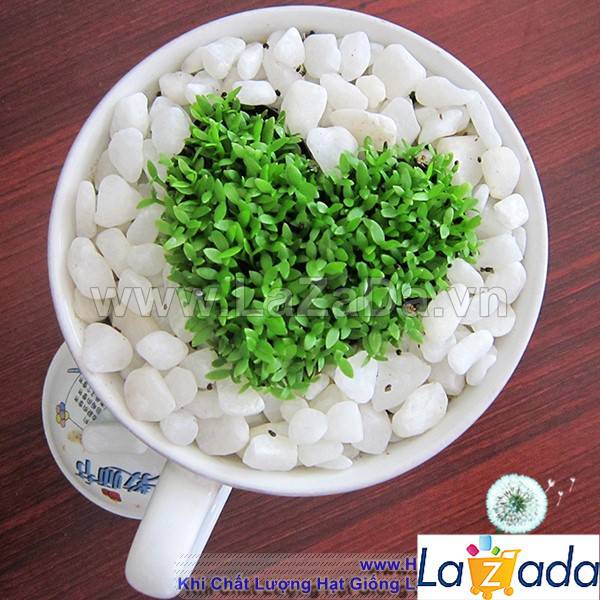 400h Hạt Giống Cỏ May Mắn (TLA0| B30-KD: B30*V45*M170)