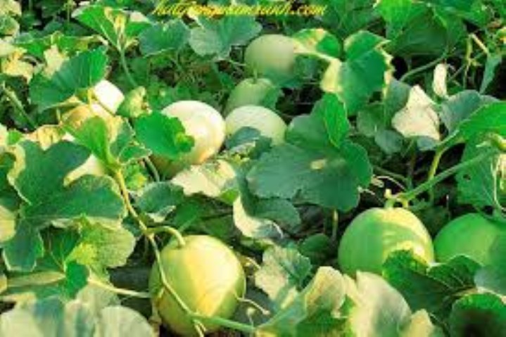 Gói 20 hạt giống dưa lê siêu ngọt