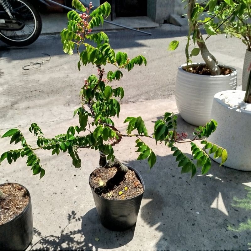 cây khế bonsai mini
