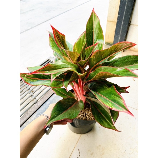 [FREESHIPMAX] Phú quý chậu to nhiều thân