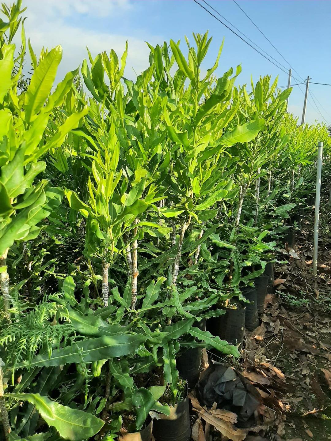 Cây giống MẮC CA ghép [ Cây ghép được 2-3 năm, to khỏe, sinh trưởng tốt ].