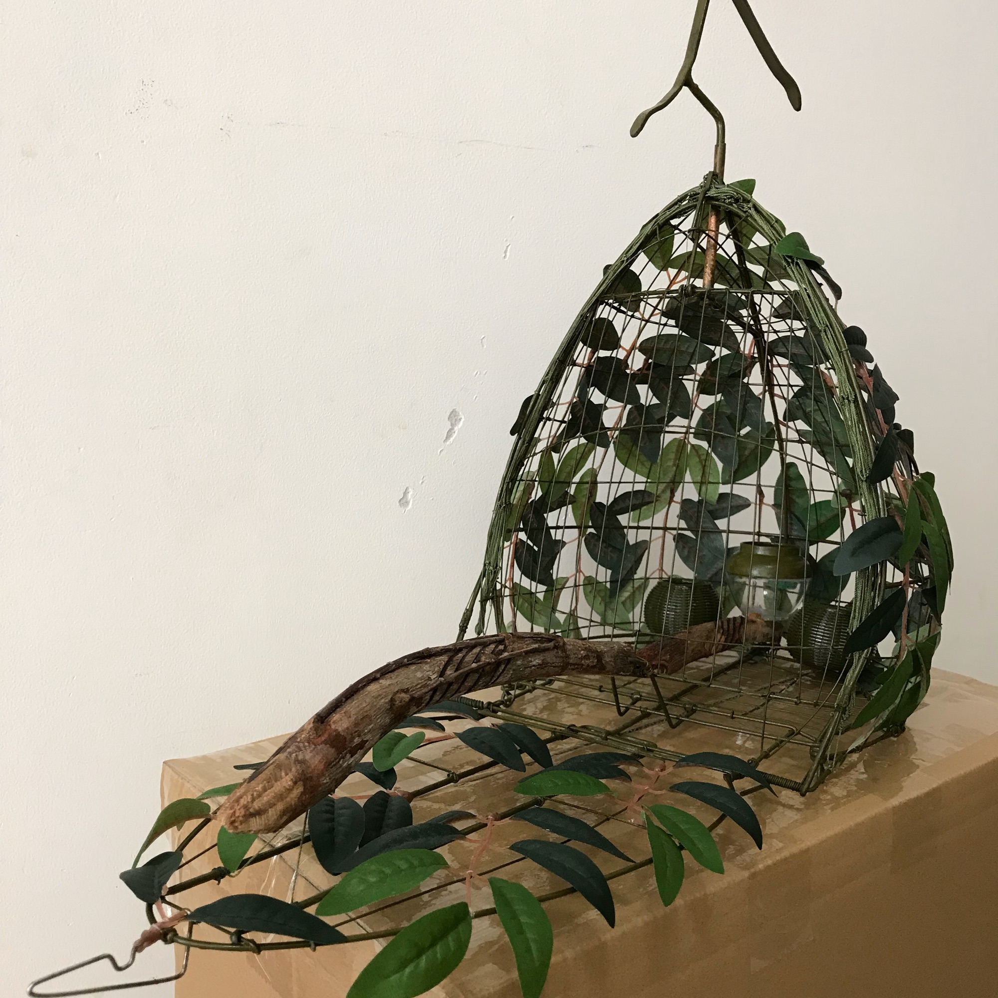 Lụp, lồng bẫy chim cu gáy