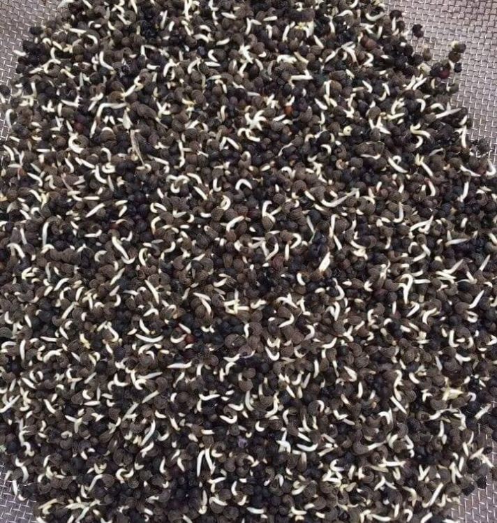 Hạt giống nhân sâm bố chính Gói 10 hạt