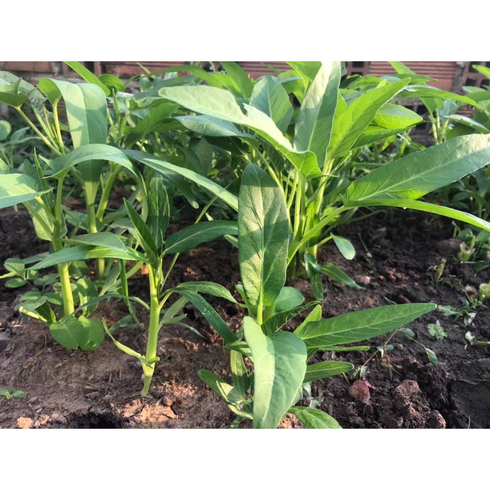 50Gr hạt giống rau muống lá lớn