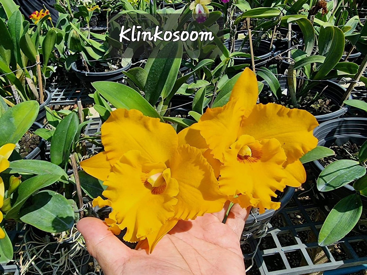 HOA LAN CATT KLINKOSOOM CÂY GIỐNG