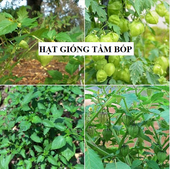 Hạt Giống Cây Tầm Bóp  -  gói 0.2gram