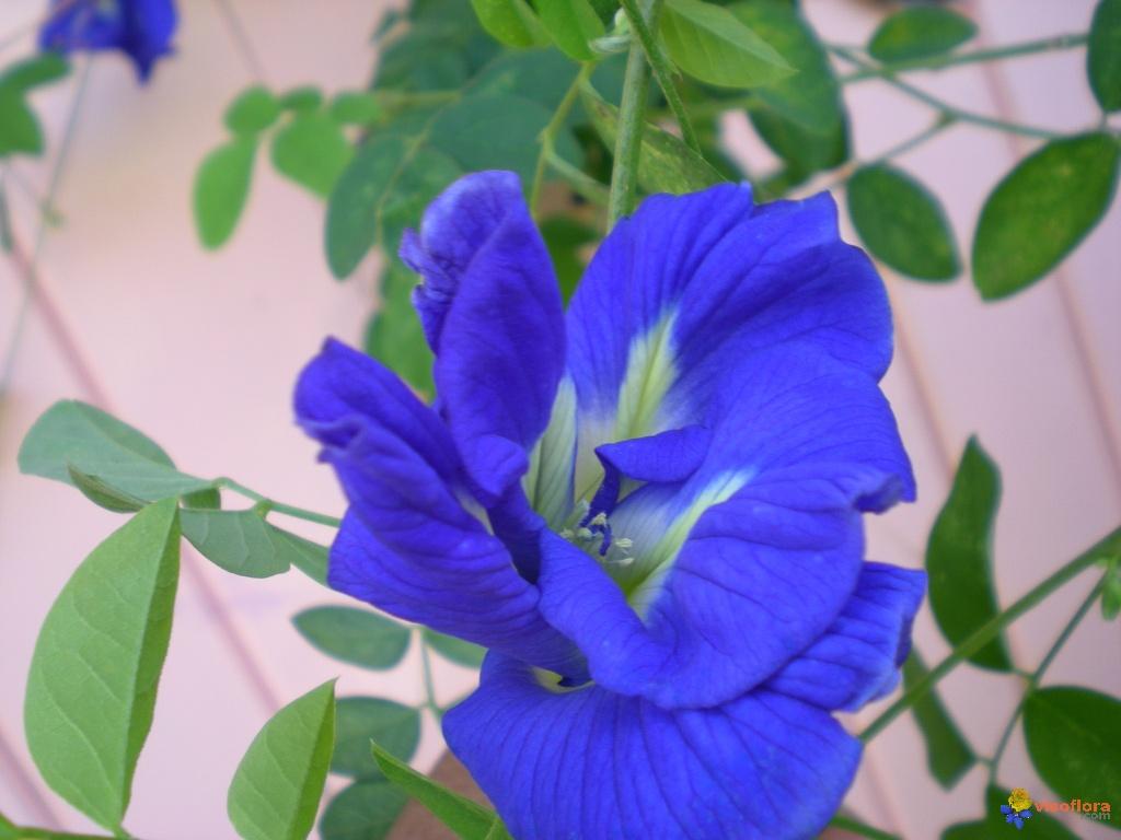 Gói 10 Hạt giống hoa đậu biếc kép- NanuSeeds