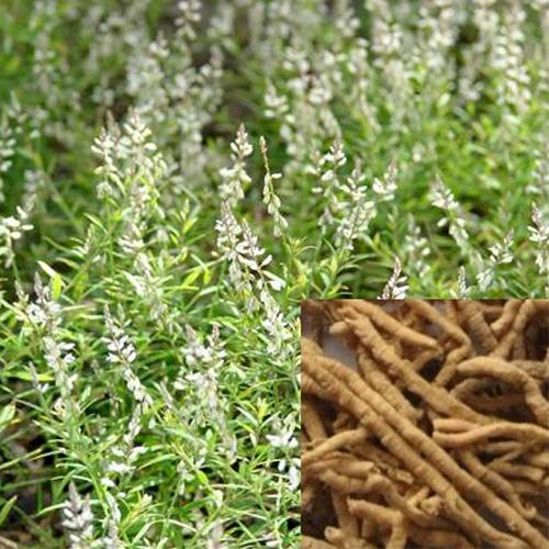 Cây viễn chí khô - 1kg