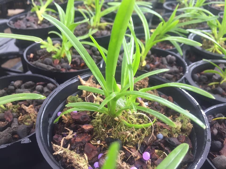 Kiếm xanh huế gieo hạt