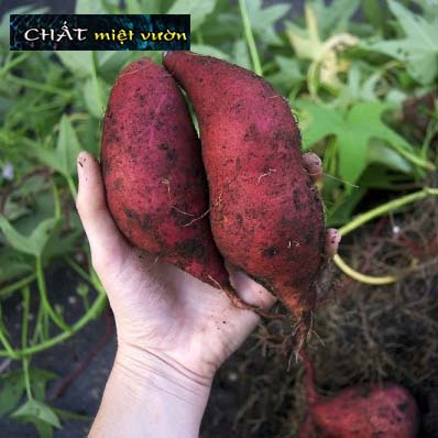 Bó 10 Dây khoai lang giống siêu củ/siêu đọt (1 cây giống đỏ/xanh dài ~35cm)