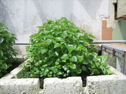 🍀 Hạt Giống Rau Càng Cua🍀 (Siêu Dễ Trồng tại nhà) - 0.5gr/gói