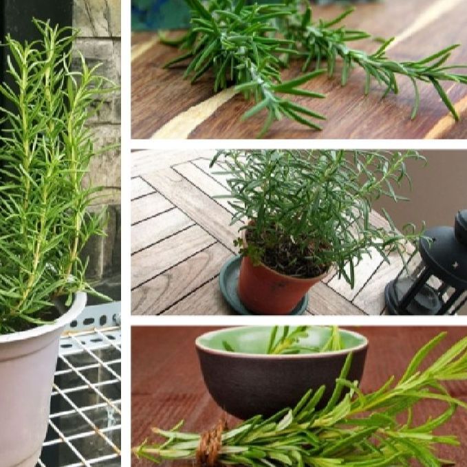 Hạt giống cây hương thảo -gói 20 hạt