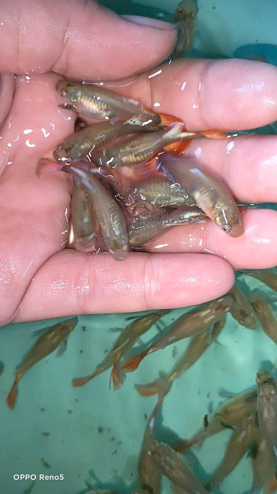 Bán thức ăn + 5 cặp dumbo redtail giá chỉ 100k