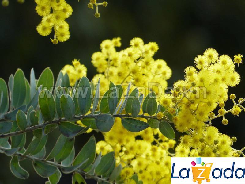 50h Hạt Giống Cây Mimosa (| -KD: B21*V64*M224)