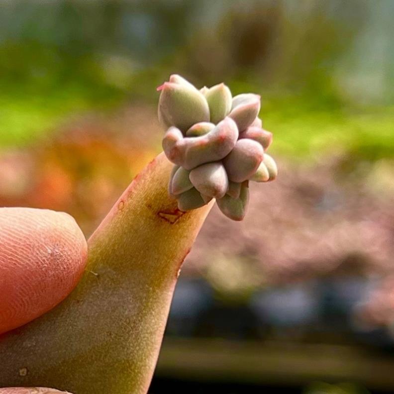 lá và mầm sen đá, ít nhất 80% đã lên mầm