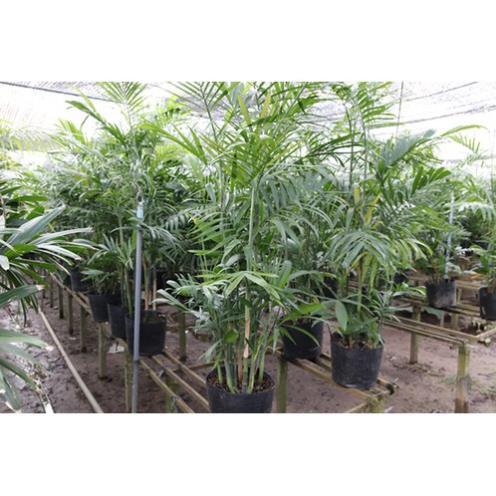 Cây cau hawai , cây nội thất, cây vượng phong thủy mang lại may mắn tài lộc cho gia chủ