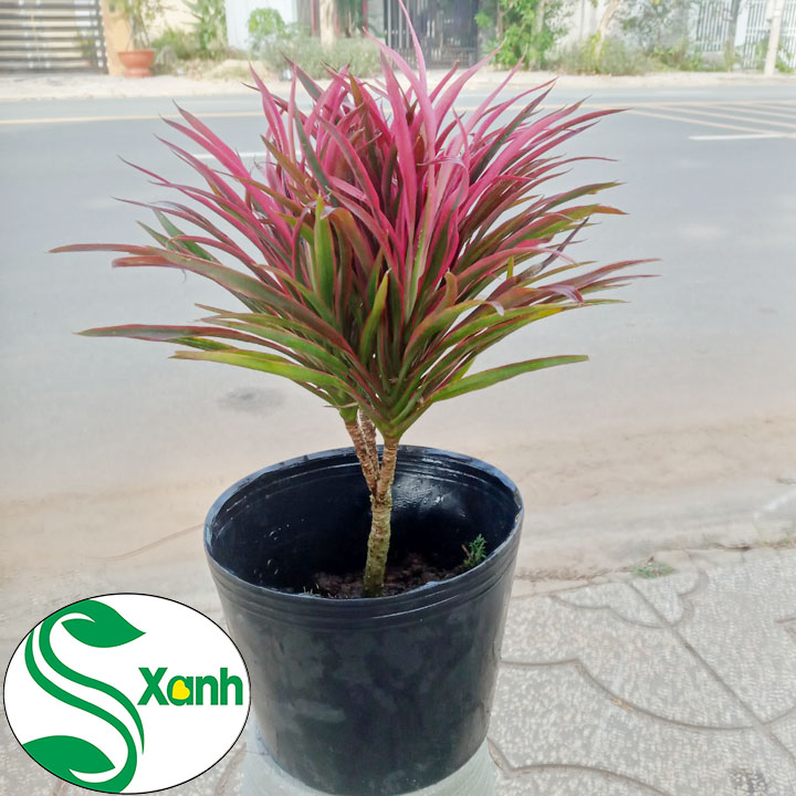 Cây Hồng Phát Tài, Ánh Dương