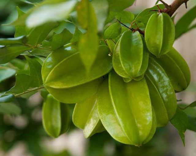 Cây khế Thái....đang trái